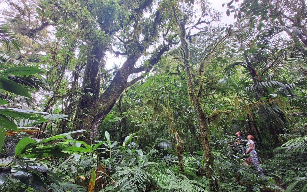 Bali Jungle and Waterfall Hike