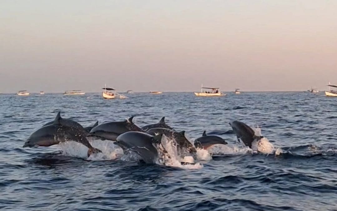 Dolphin Watching and Waterfall